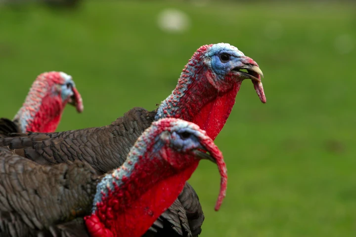 The good ol' red, white and blue – turkeys show off their color-changing skin (Photo: Shutterstock)