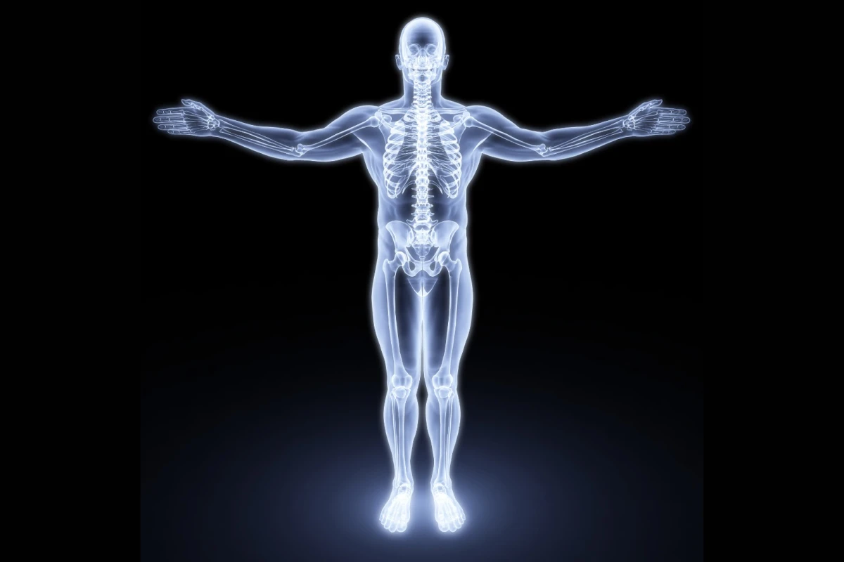 A recent discovery by researchers from the Columbia University Medical Centre revealed a previously unknown appetite-regulating mechanism that is secreted by bone cells