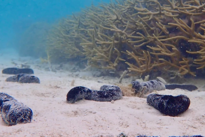 Both sea cucumbers and coral diseases caused by sedimentary bacteria are found in oceans throughout the world