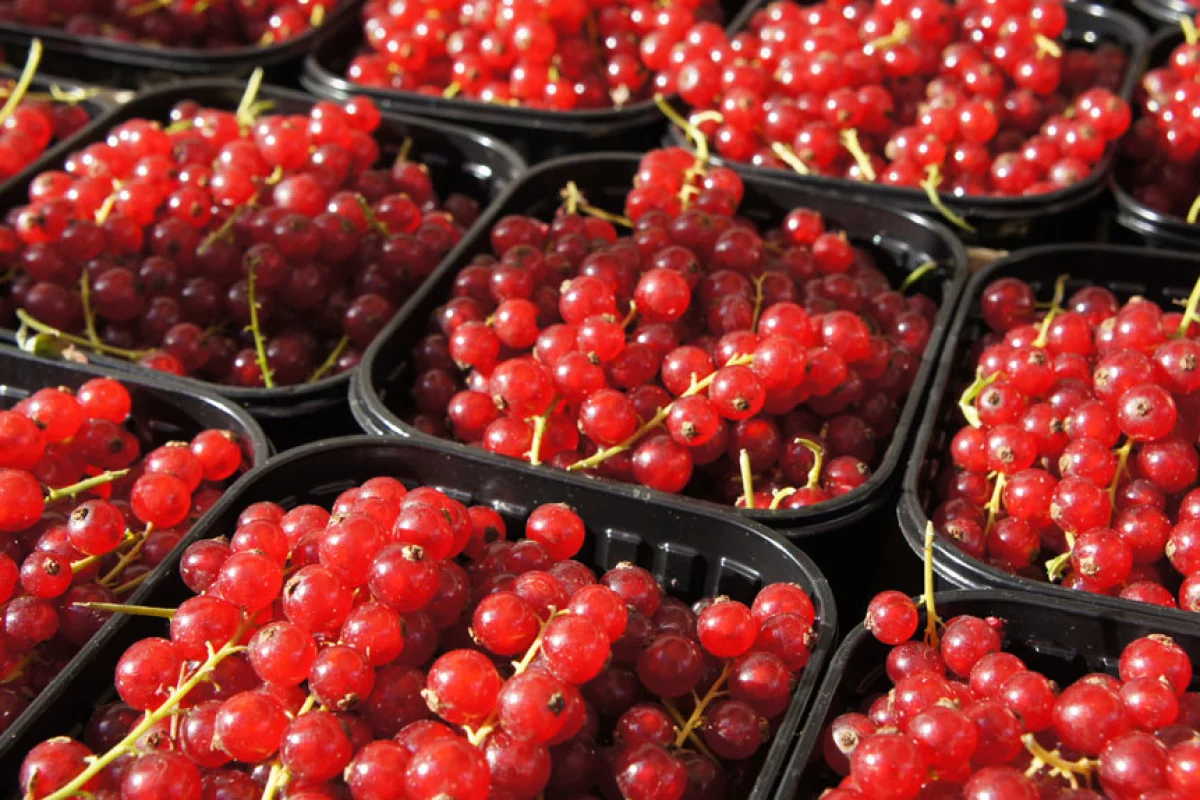Scientists have discovered that treating fresh produce with ozone increases its resistance to fungal infection (Photo: Noel McKeegan/Gizmag)