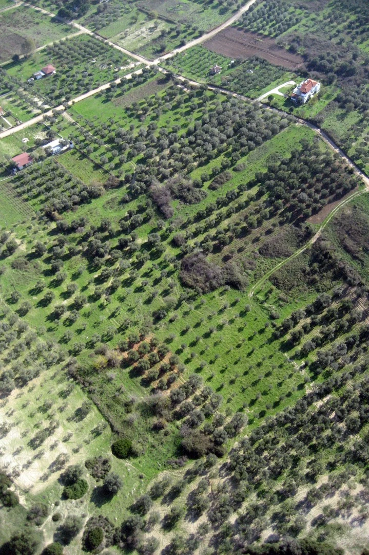 The Olive Tree House is located next to an olive grove