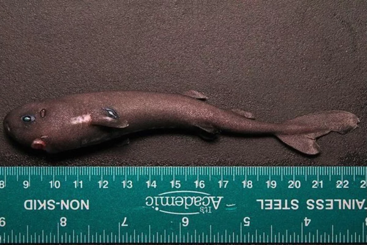 The single American Pocket Shark specimen was collected by the NOAA ship Pisces, during a mission to study sperm whale feeding