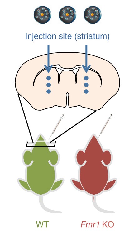 The process for this mouse experiment involved both FXS engineered mice and a control group of normal mice
