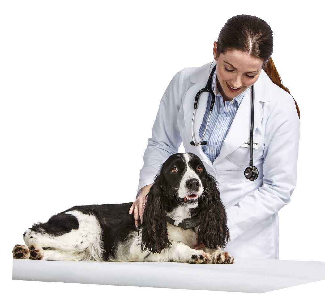 The system allows animal health professionals to dig deep into the routines, exercise patterns and overall condition of a Voyce-monitored dog