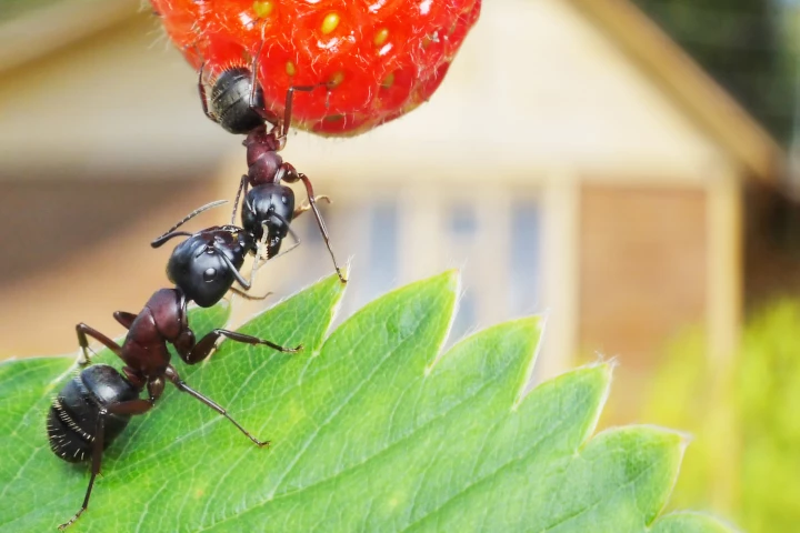 Scientists have modeled the humble ant's evolution and found it's inextricably linked to plants