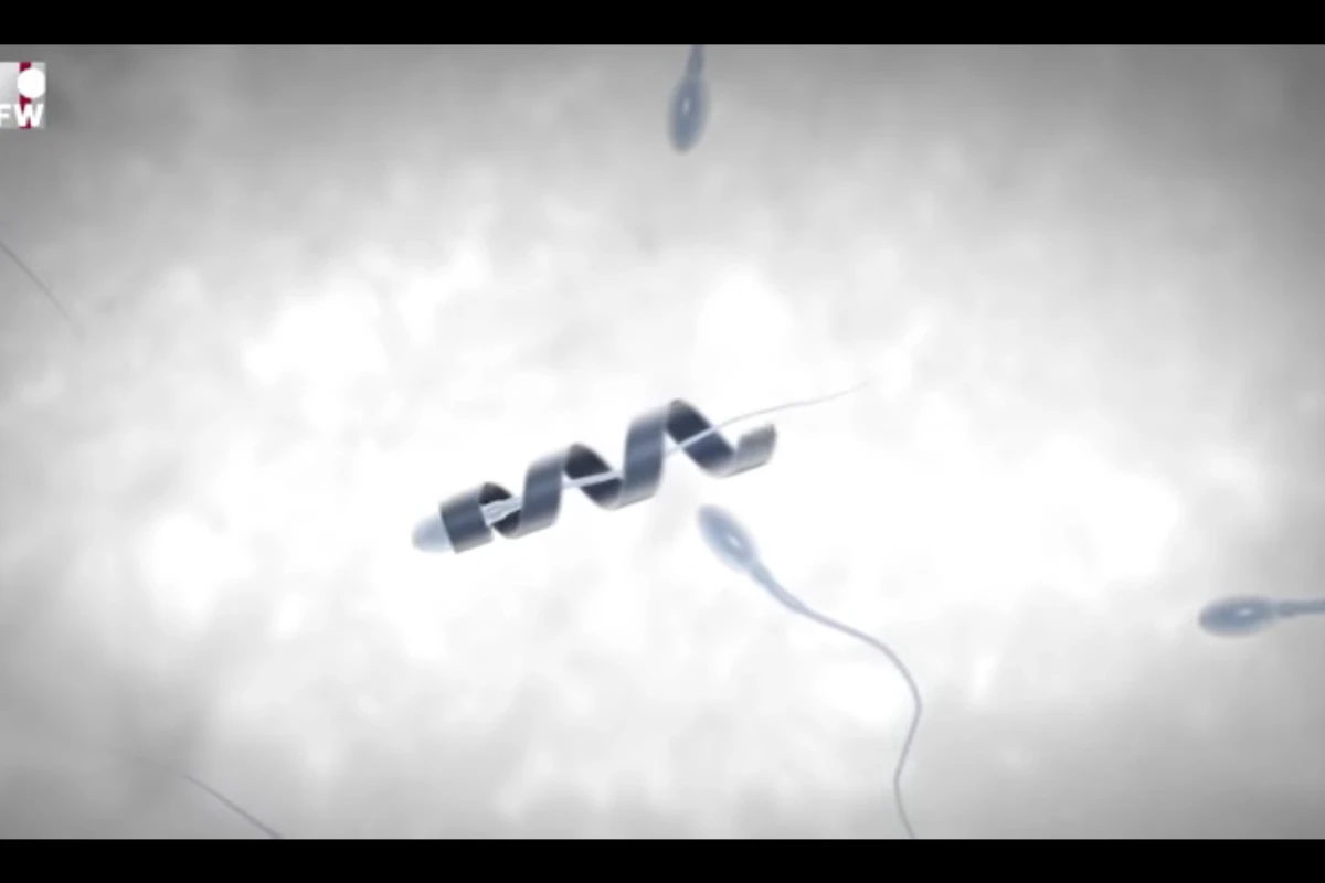 The team developed tiny, metal-coated polymer helices that capture sperm from behind