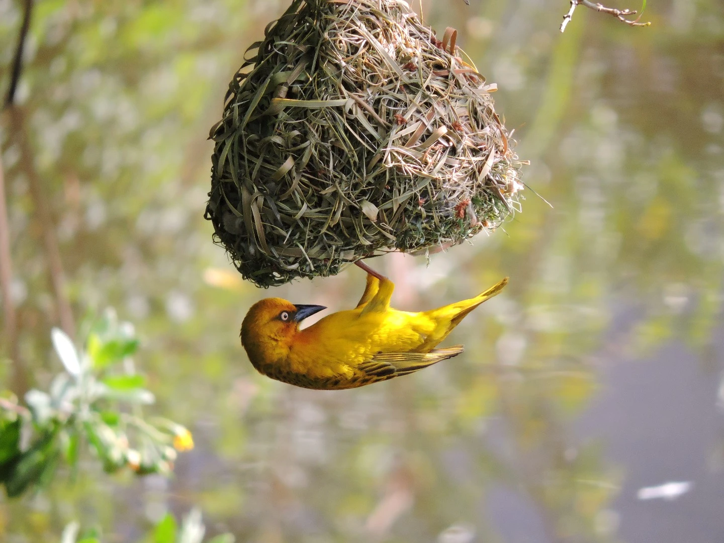 The treehouses draw design cues from the nest of the Weaver bird