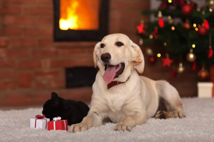 New Atlas rounds up the best gifts for your pets, or pet-focused family and friends