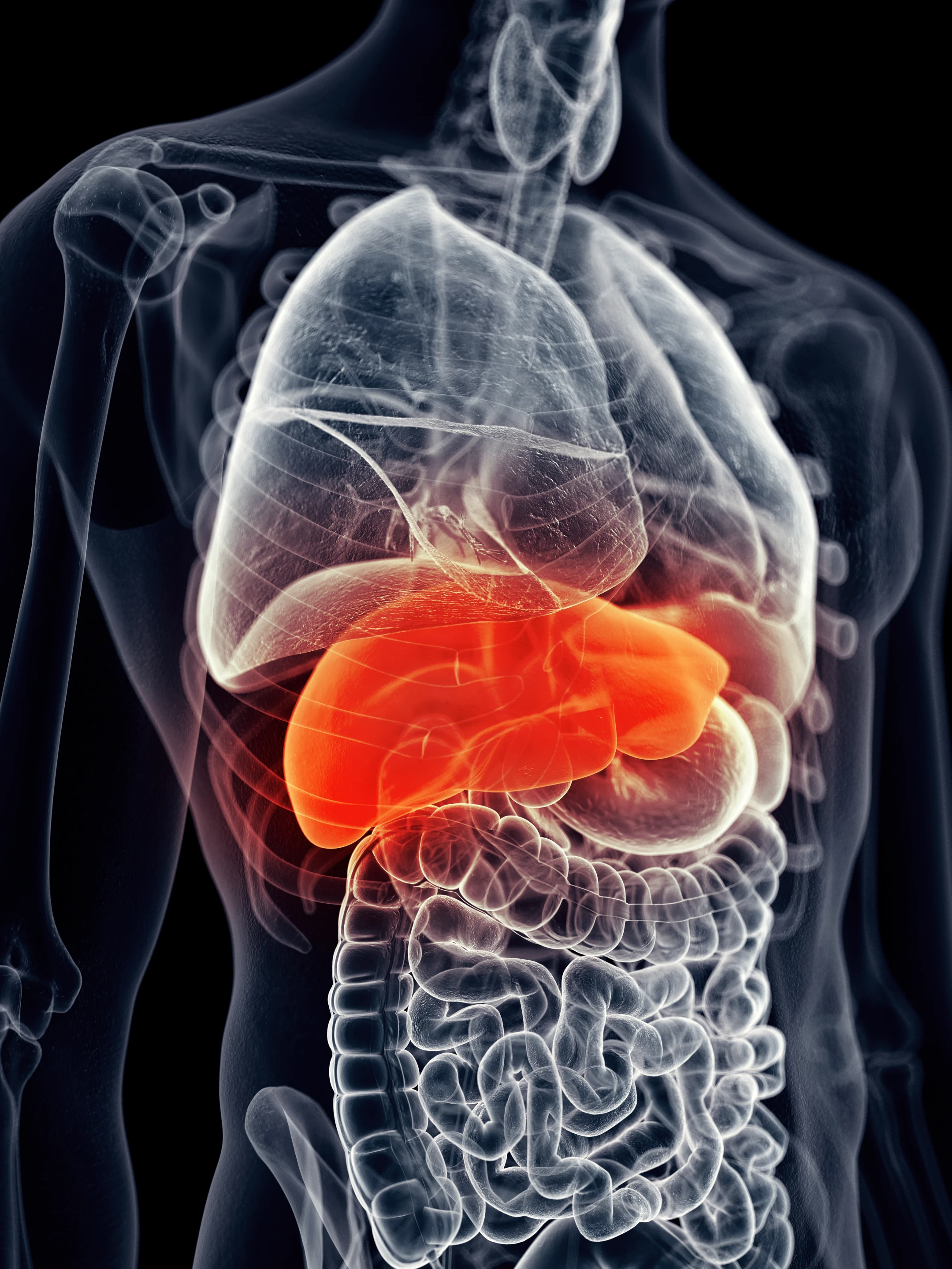 The engineered tissue reacted the same way to various drugs as the organ it's designed to mimic