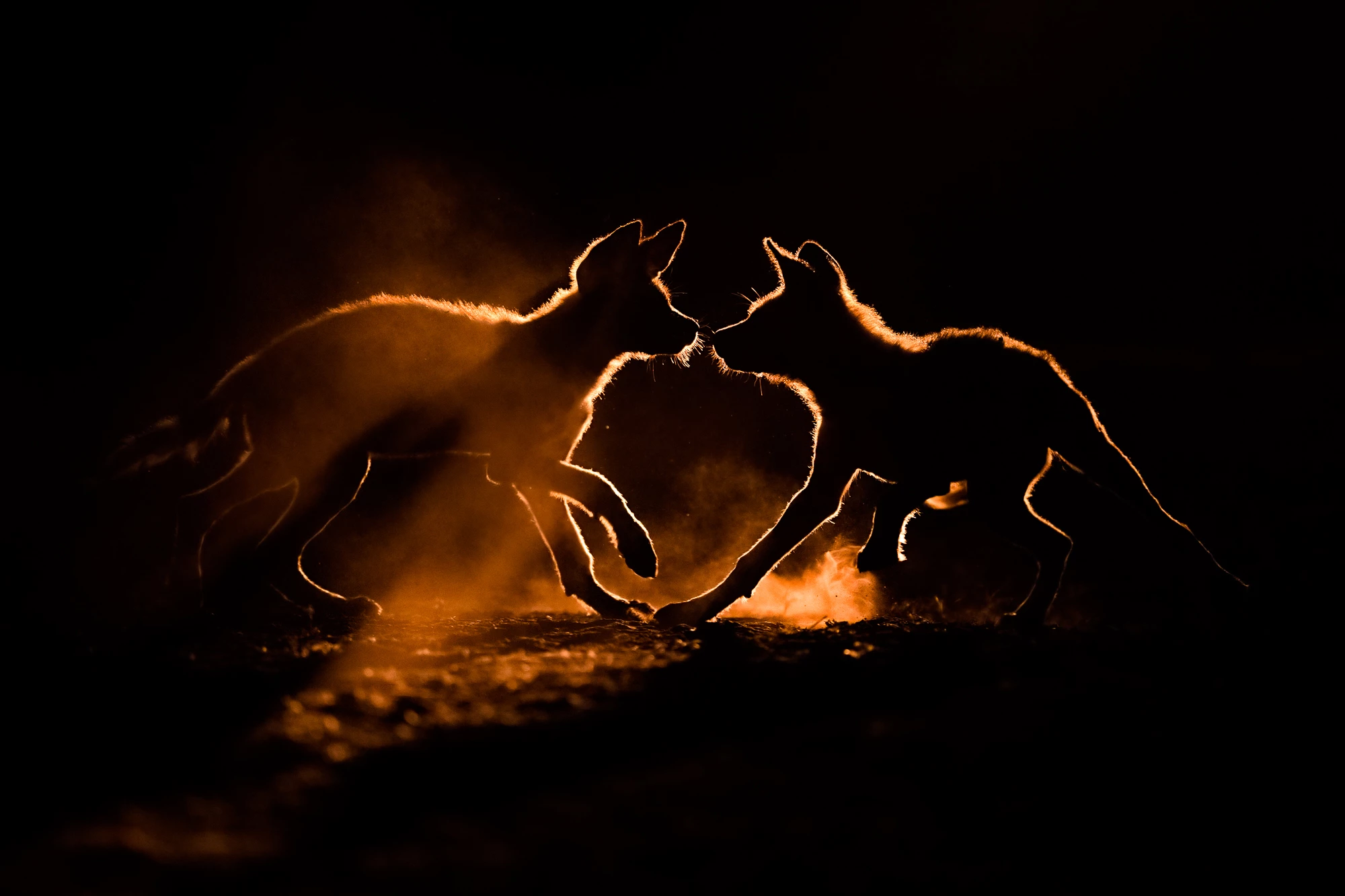 A pair of wild dog pups play in the dust in South Africa, after photographer Bence Mate tracked them for five weeks