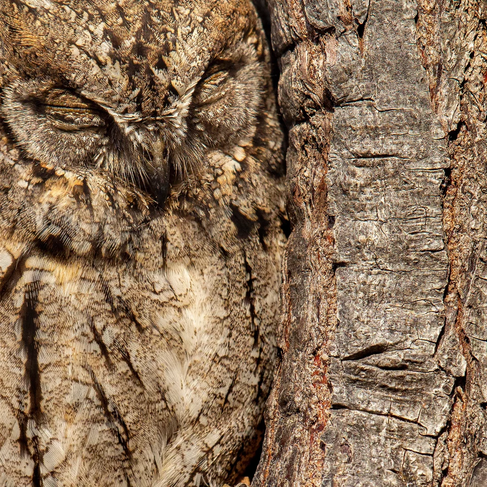 Gold, Attention to Detail. Perfect Camouflage. Eurasian Scops-owl (Otus scops). Kibbutz Hatzor, Israel