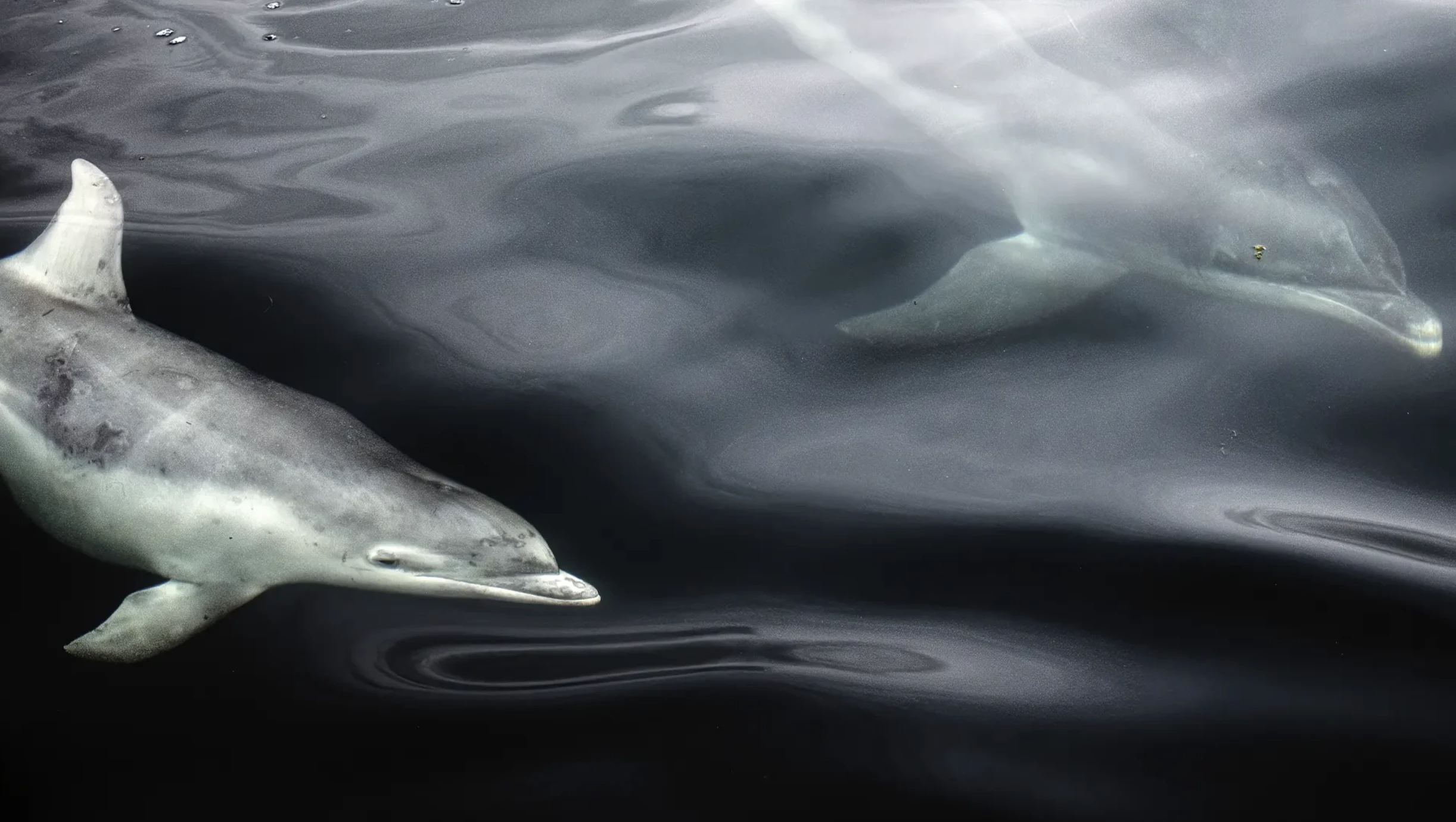 'Out of the blue', Ekaterina Bee (Italy) – 11-14 Years winner. Nikon D5600 + 18–55mm f3.5–5.6 lens; 1/1600 at f4.8; ISO 320