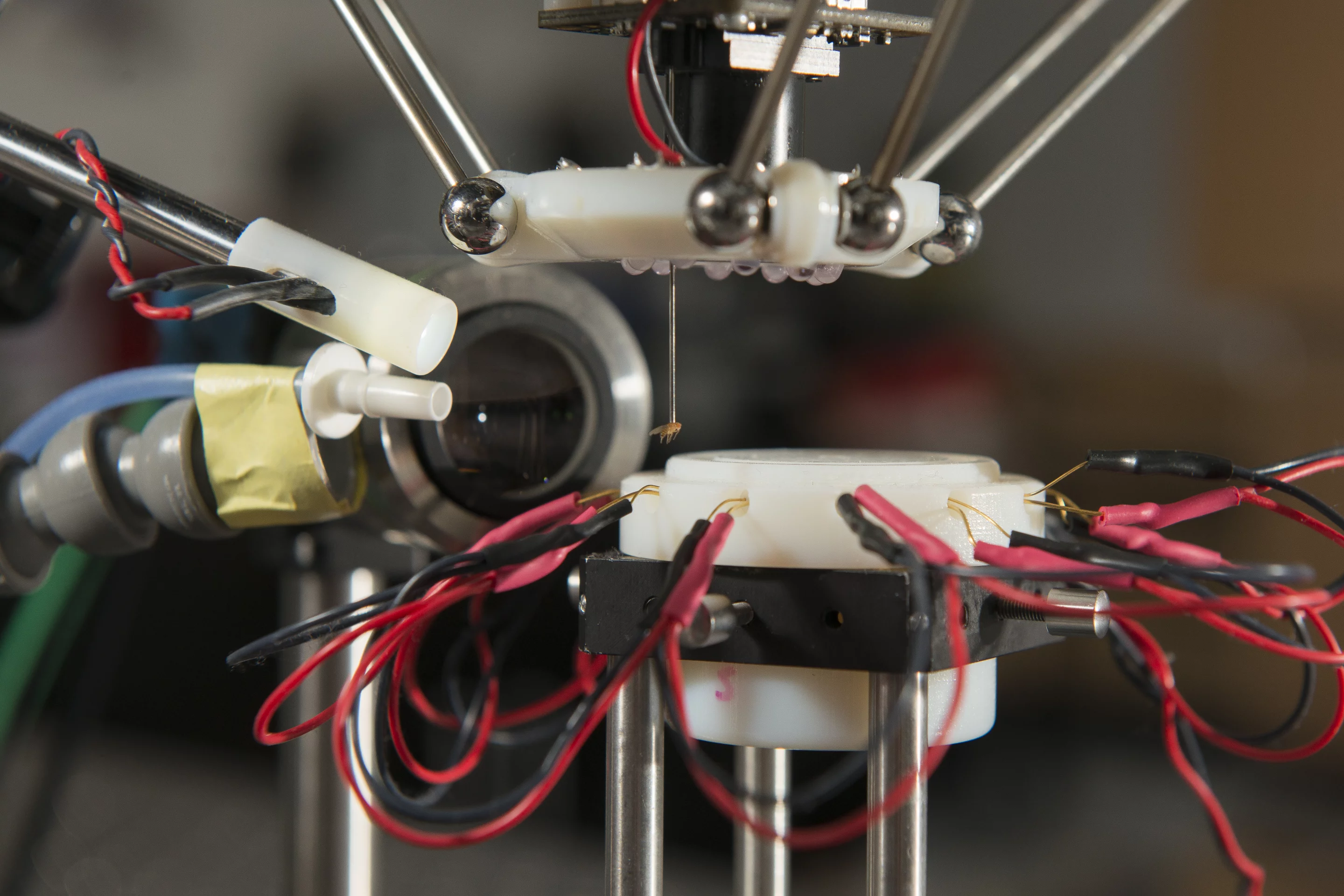 A fruit fly is safely and quickly sorted and identified, something that even skilled scientists find painstakingly slow