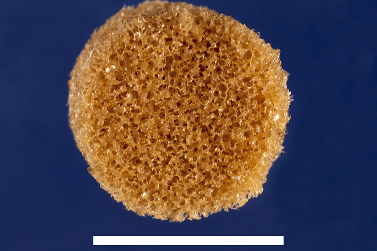The shape-memory polymer is soft when heated, but turns stiff as it cools