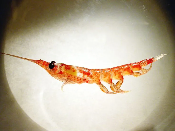 Antarctic krill (Euphausia superba) are the diet of many animals in the Southern Ocean