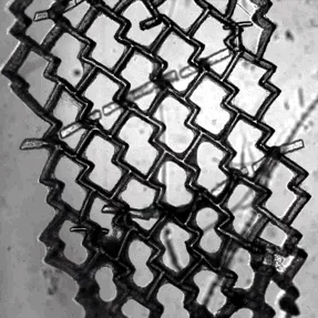 The honeycomb-shaped mesh of heart cells contract periodically like a beating heart