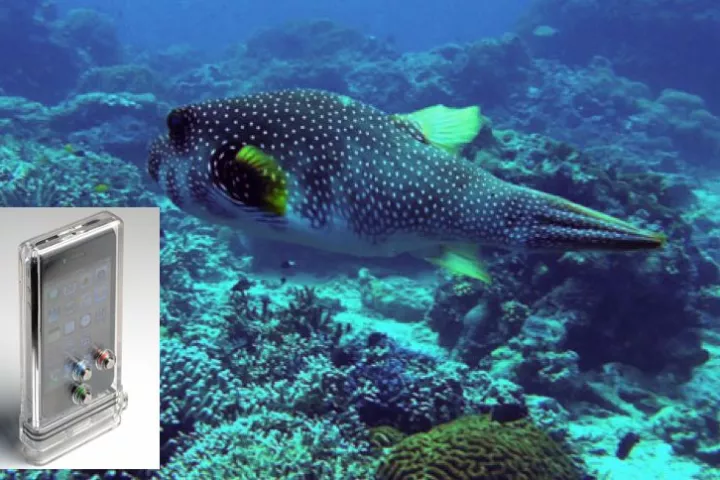 The TAT7 iPhone Scuba Case, with a photo taken using it