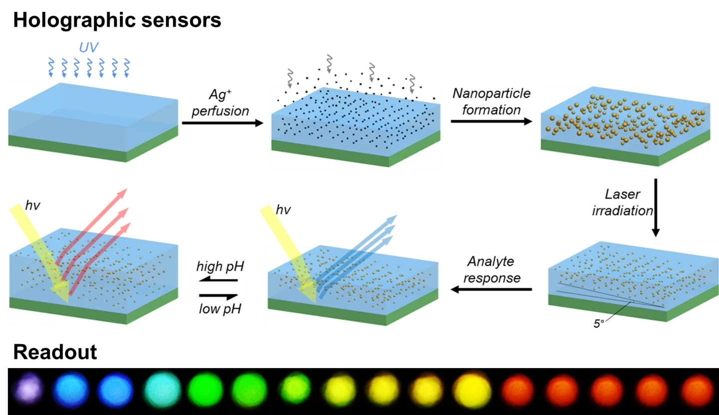 Holographic sensors that change color in response to a specific analyte (Image: Advanced Optical Materials (2014))