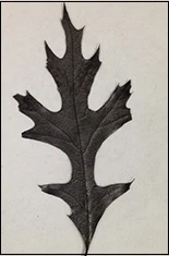 The leaf was baked at high temperatures to leave only the carbonised structure behind