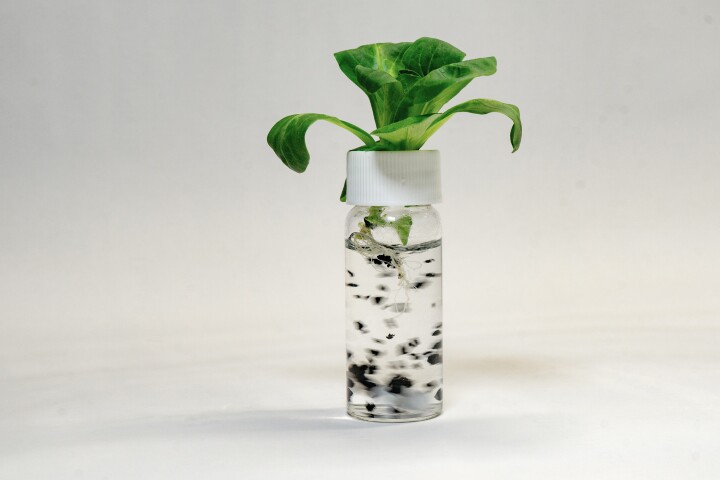 Lettuce shoot in vial with water and tire particles