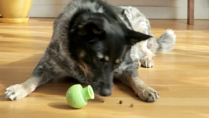 Paww toys dispense treats to keep dogs occupied
