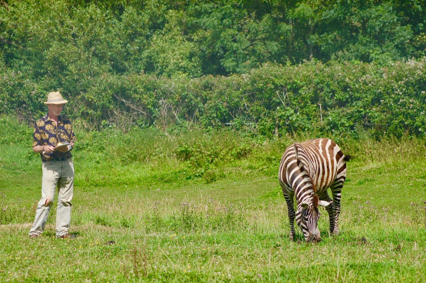 UC Davis wildlife biologist Tim Caro observes zebra behavior in response to biting fly annoyance