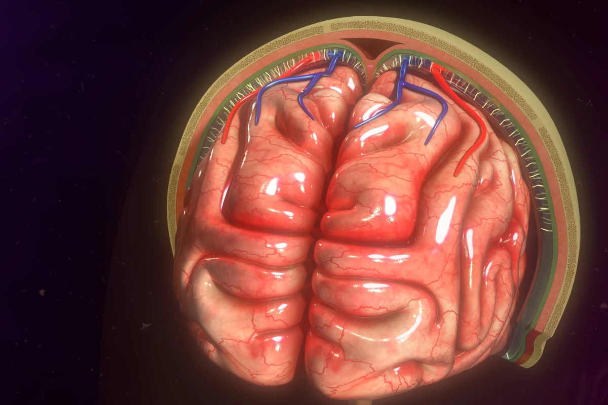 Surprising new research reveals immune cells present in a brain-protecting membrane originate in the gut