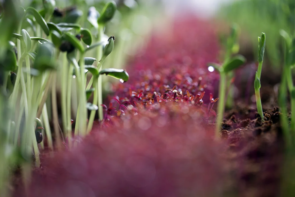 Because of their intense flavor and colors, microgreens are gaining popularity as a topping for a variety of dishes (Photo Merav Maroody)