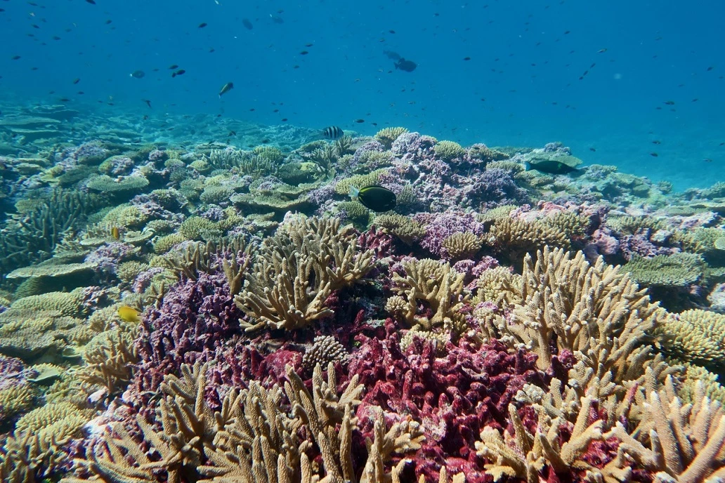 Climate change brought on by nuclear blasts could make it more difficult for marine life to form bones and shells