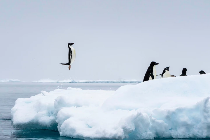 Penguin Pose, Bird Life and Grand Prize Winner, 2025 Sony Alpha Awards