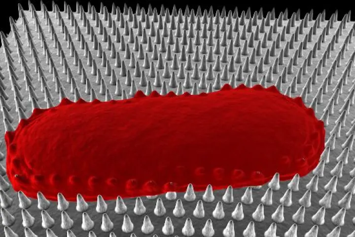 A bacterium, after being "deflated" by a cicada wing's array of blunt spikes
