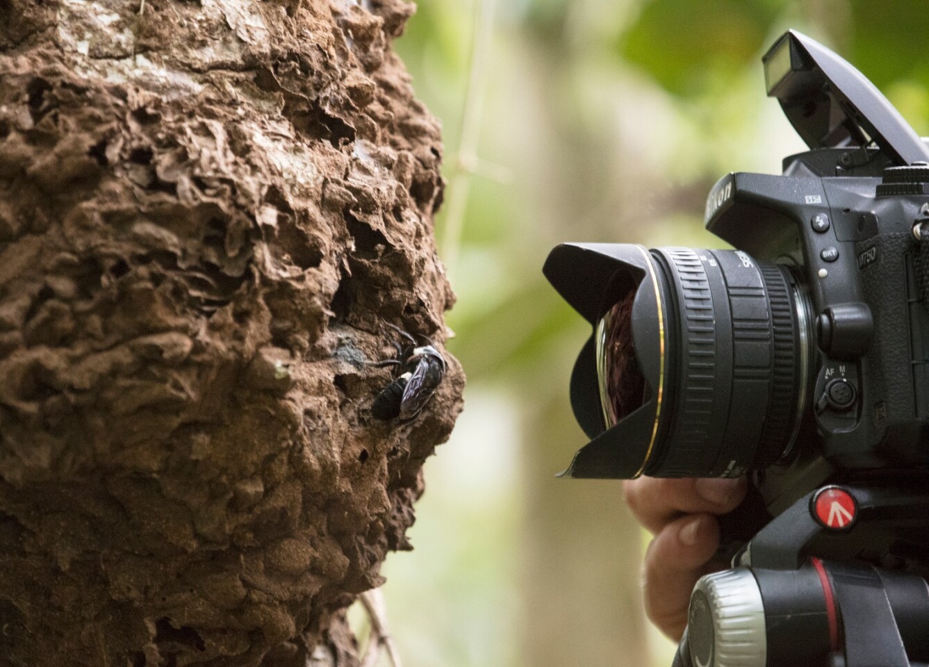 Photographer Clay Bolt snaps some of the first-ever shots of Wallace's giant bee in the wild