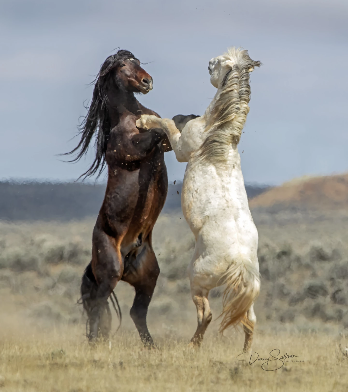 "Doing the Tango" : Wild Mustang, McCullagh Peaks, Wyoming