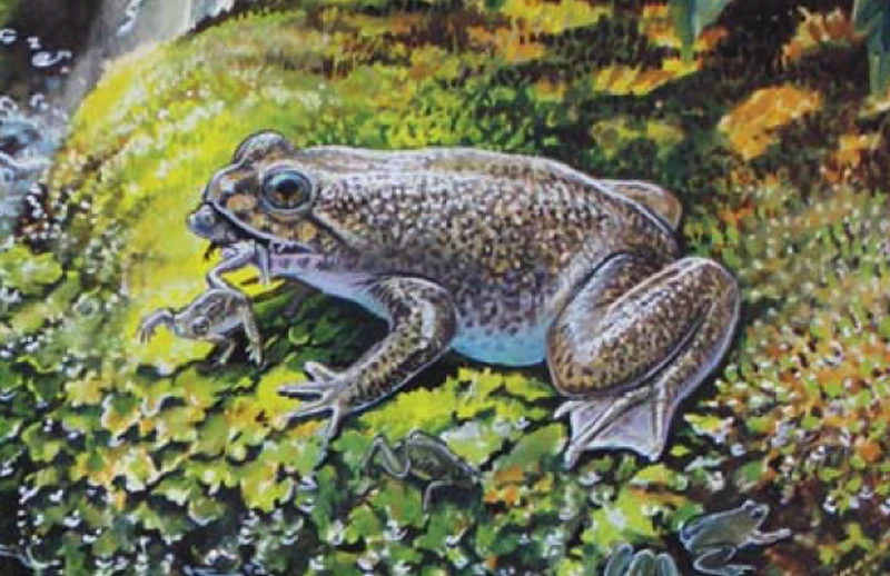 An artist’s impression of the gastric-brooding frog that was cloned by scientists working on the Lazarus Project (Artwork: Peter Schouten)