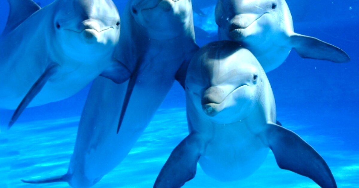 Beached dolphins show signs of Alzheimer's due to polluted waters