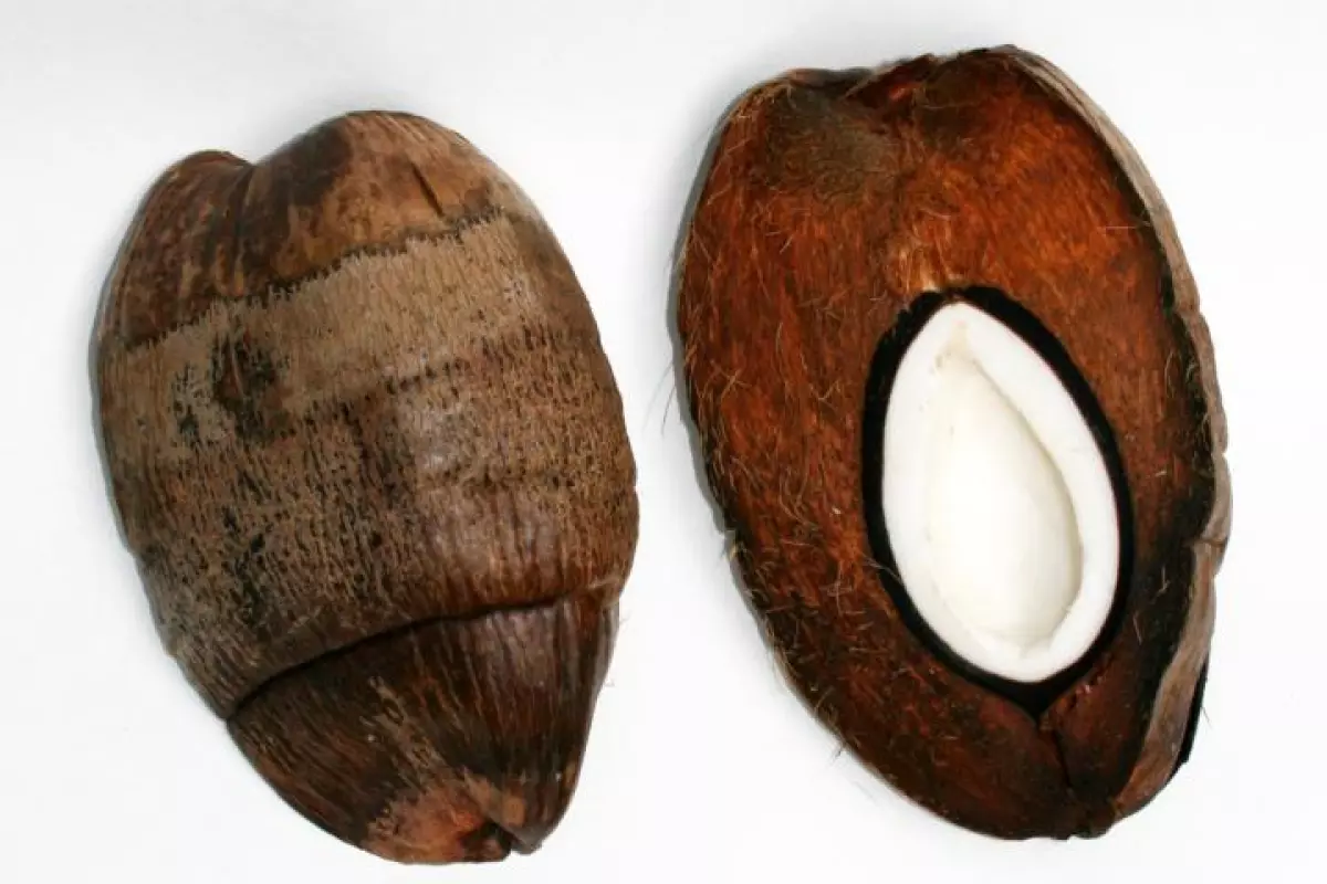 A cross-section of a coconut (right), showing its exocarp, mesocarp, endocarp and seedling