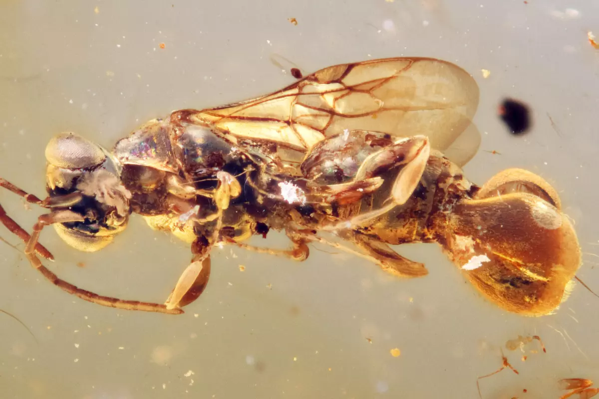 A specimen of the parasitic wasp, Sirenobethylus charybdis, preserved in amber