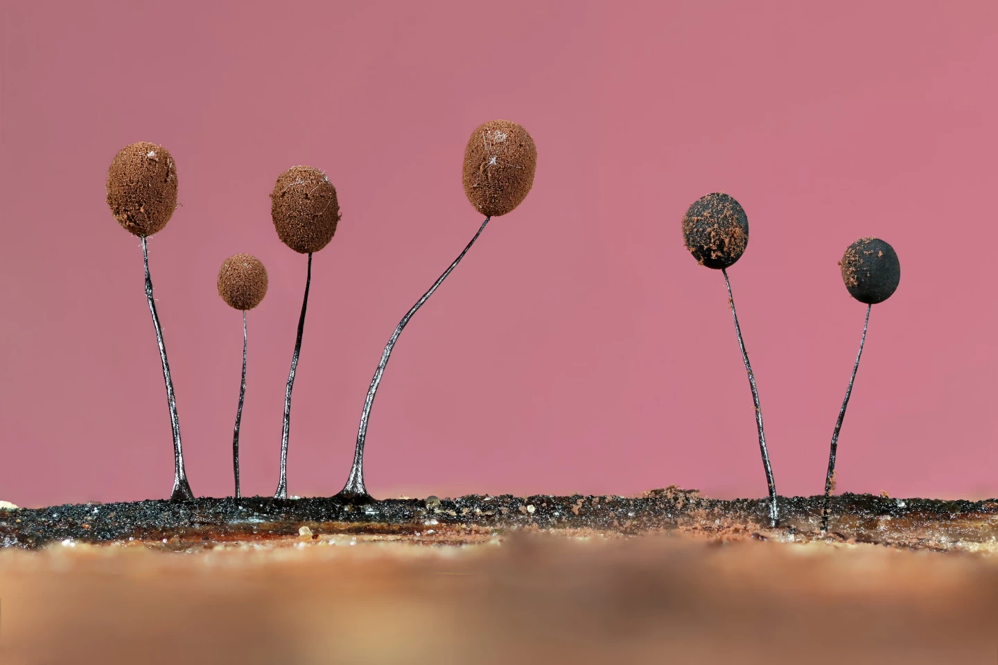 "Tiny Forrest Balloons" – Jason McCombe, Botanical Britain Winner. Taken with Canon EOS R7 with Canon 100mm f/2.8 lens & Kenko extension tubes