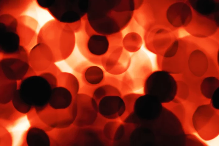 A newly developed artificial bone marrow tissue could prove key to understanding the formation of human blood cells