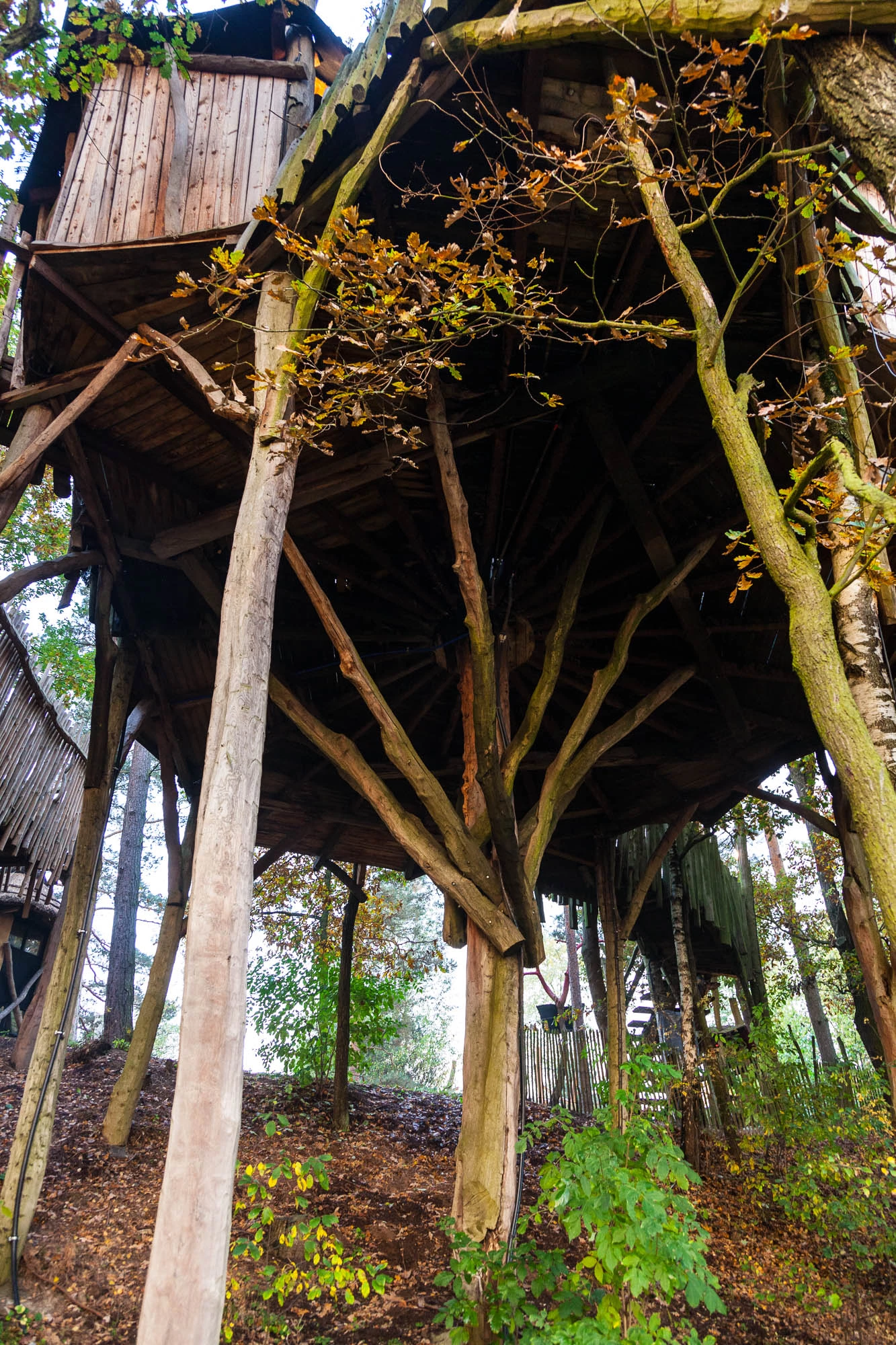 Kulturinsel Einsiedel: the treehouse hotel viewed from below. God knows how this can possibly be safe