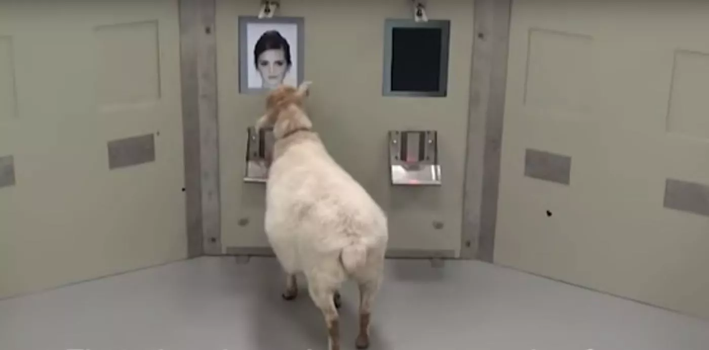 Sheep were able to select the faces of celebrities from a random queue of images with a high rate of success