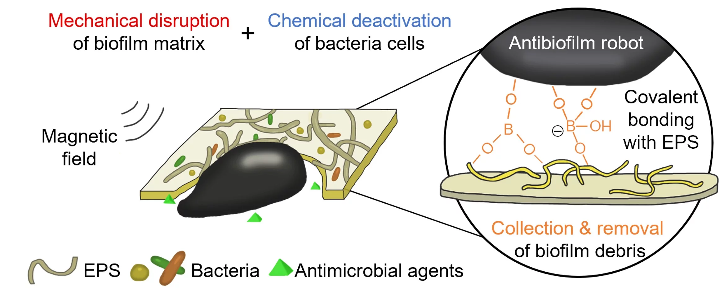 This diagram shows the three methods by which the robots destroy bacterial biofilms