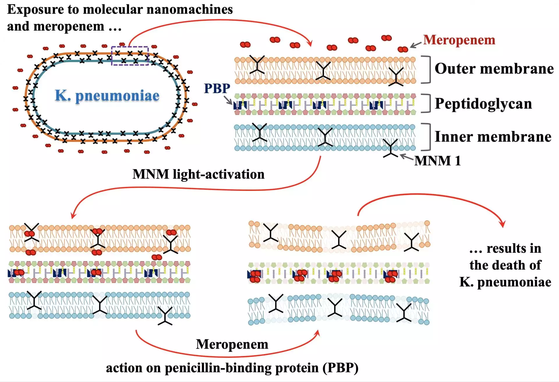 A diagram showing how the molecular drills work to kill bacteria