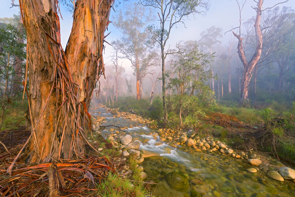 Nominee, Professional, Nature. An Australian forest on a foggy morning