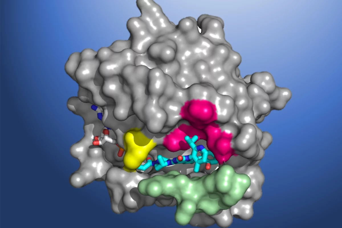 A structural map of the KRAS(G12C) protein, complete with the AMG 510 molecule bound to the pocket