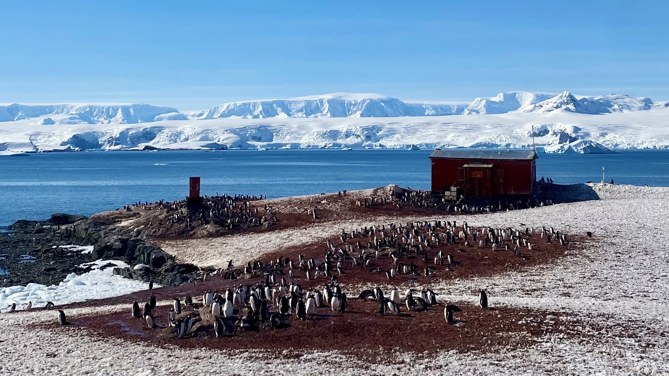 Gentoo penguin colony at a research station at Mikkelsen Harbor