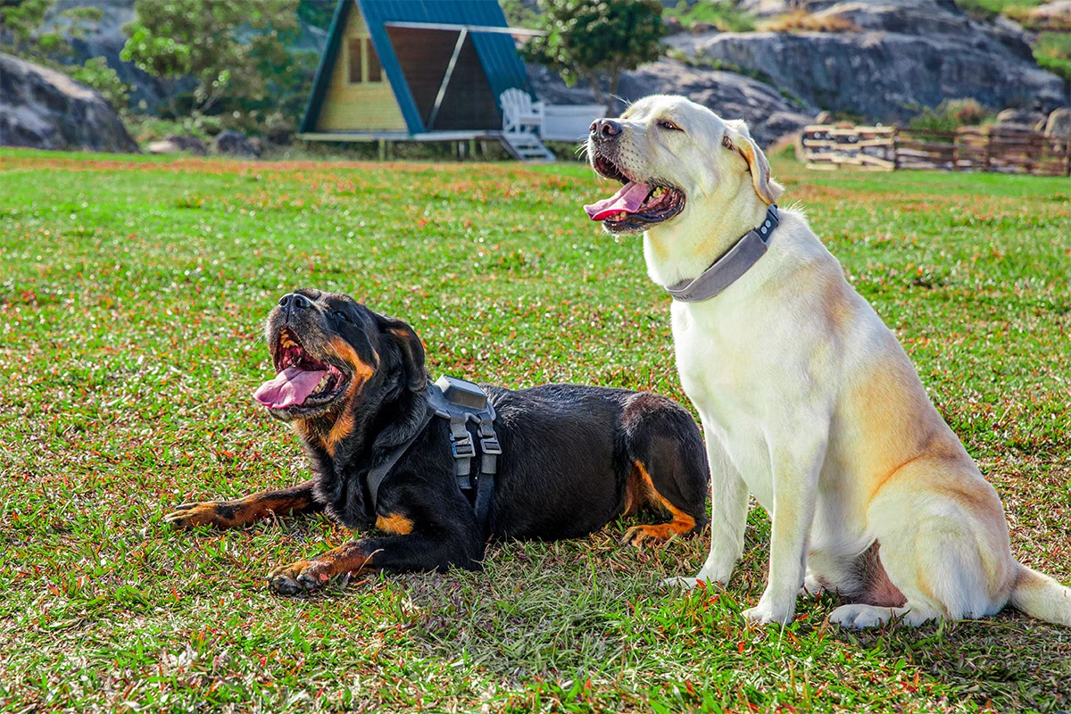 Besides the tracker, Satellai is also making a GPS collar (right) for indoor and outdoor geofencing and dog training