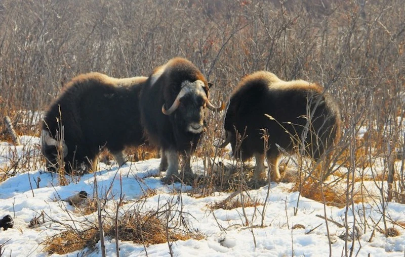 Musk oxen at Pleistocene Park