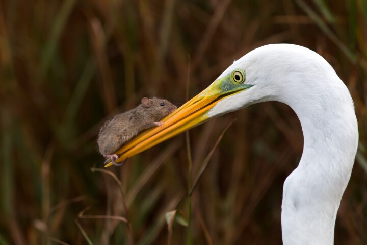 "Predatore e Preda occhi negli occhi" by Giulio Ilari, a finalist in the Birds category of the Nature Photography Contest 2023
