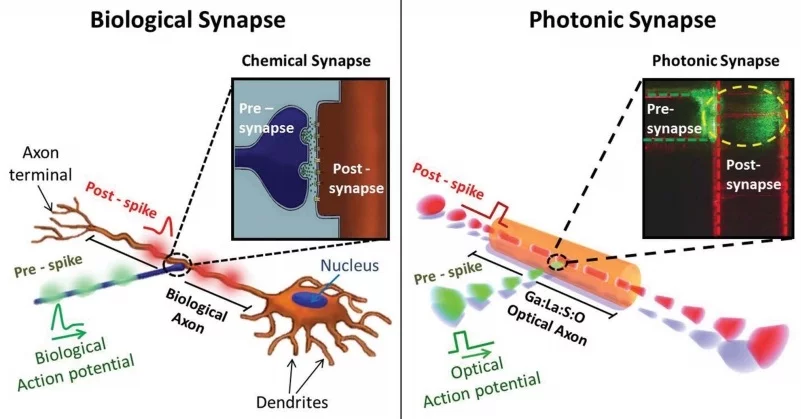 The artificial optical neuron closely mimics the structure and working mechanism of a biological neuron (Image: University of Southampton)
